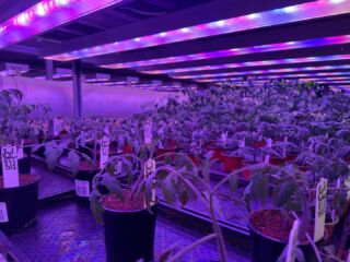 These crops may look like the devil’s lettuce, instead they’re a part of our R&D, where we are trialling 12 different tomato varieties in our cultivation chambers 🍅