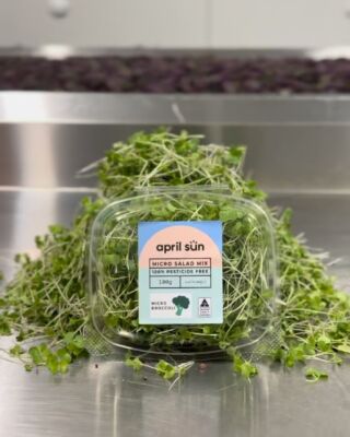 Freshly harvested, nutrient-packed! 🌱
Enjoy our micro broccoli, straight from our farm to your plate.