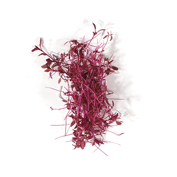 Amaranth Microgreens