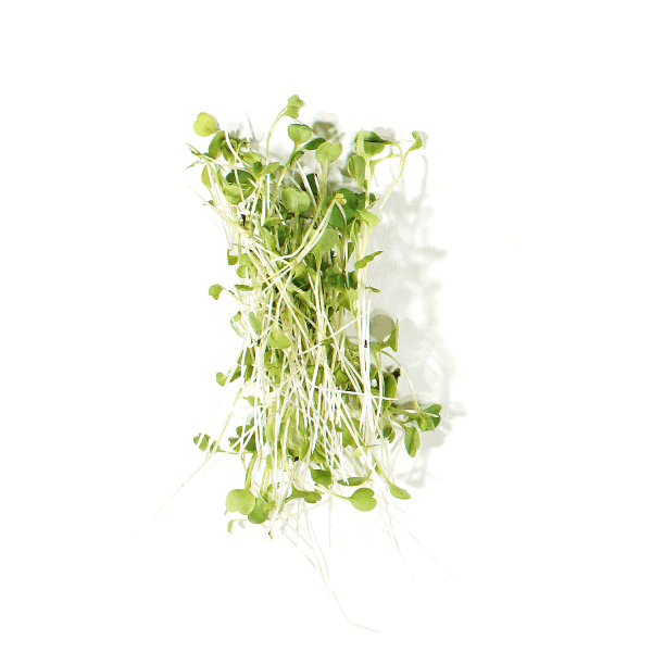 Rocket Microgreens
