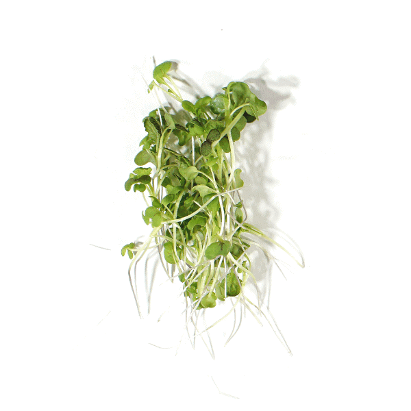 Broccoli Microgreens