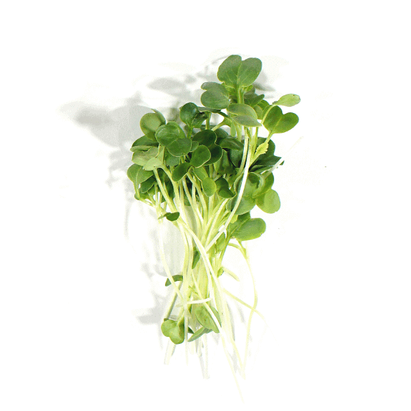Daikon Radish Microgreens