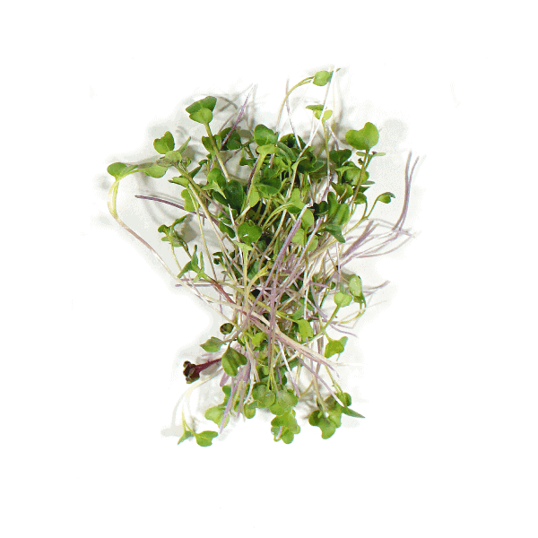 Kohlrabi Microgreens