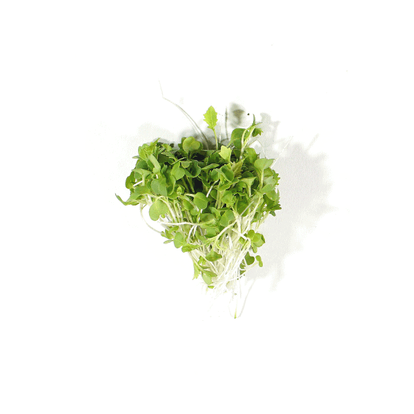 Mizuna Microgreens