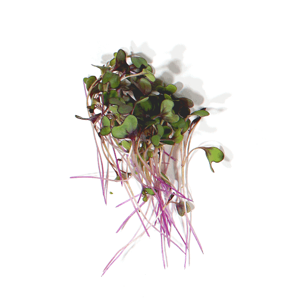 Red Cabbage Microgreens