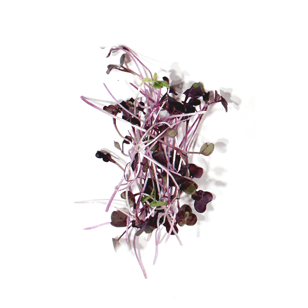 Sango Radish Microgreens